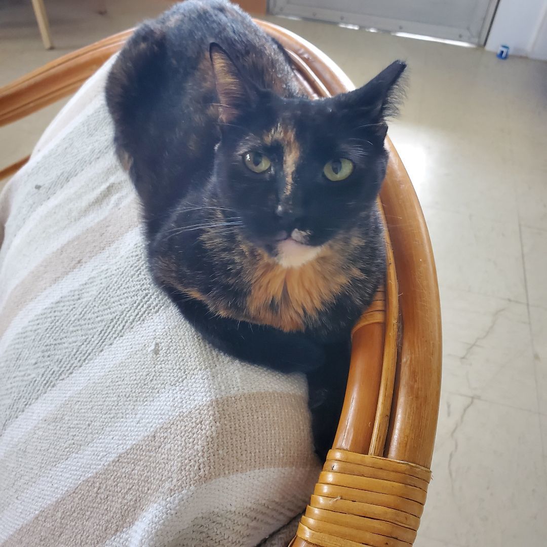 Wilma, a Adopted Tortoiseshell in Boston , MA image 2/4