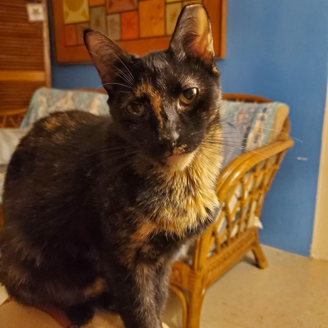 Wilma, a Adopted Tortoiseshell in Boston , MA image 3/4
