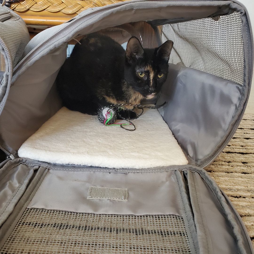 Wilma, a Adopted Tortoiseshell in Boston , MA image 4/4