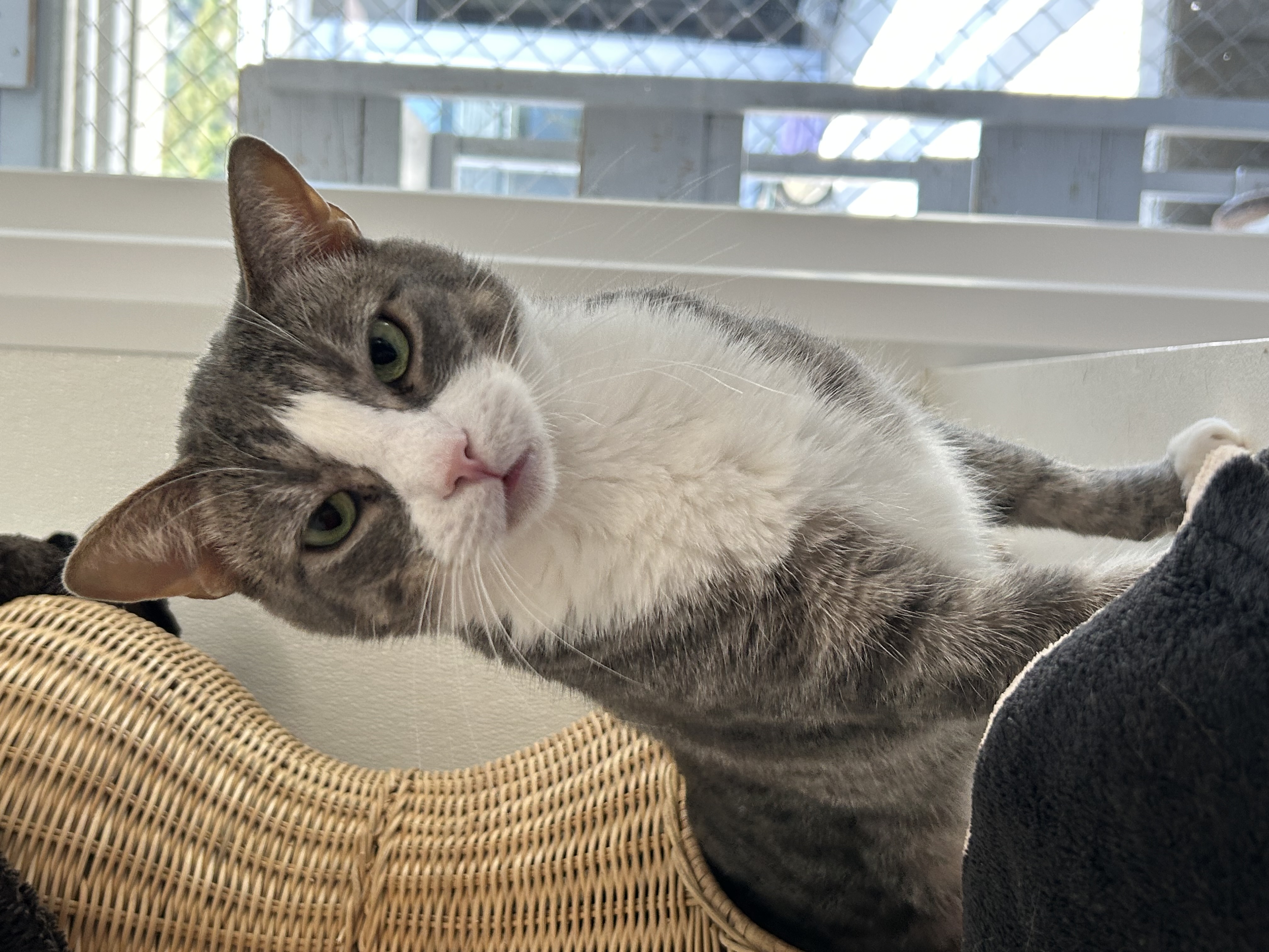 Enlarge Bentley, a Adoptable Domestic Short Hair in El Cajon, CA image 2/6