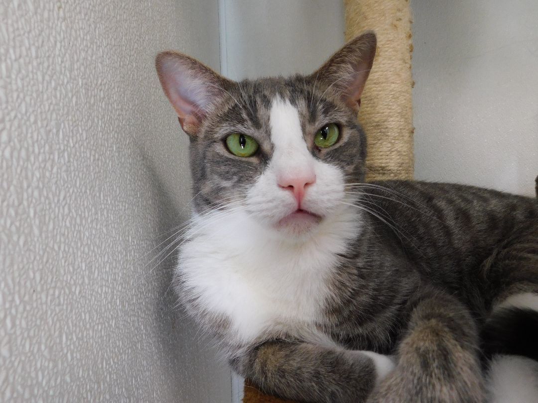 Enlarge Bentley, a Adoptable Domestic Short Hair in El Cajon, CA image 3/6