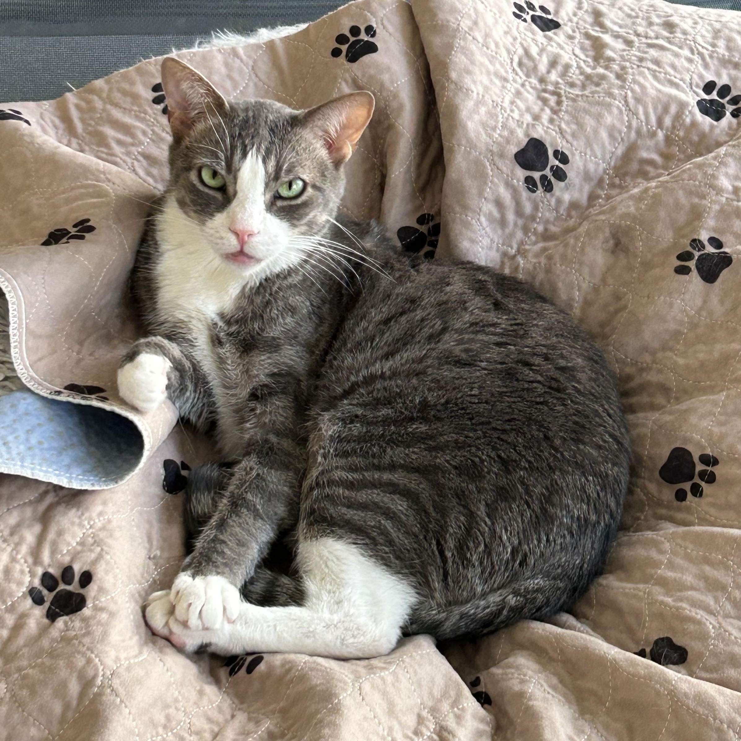 Enlarge Bentley, a Adoptable Domestic Short Hair in El Cajon, CA image 1/6