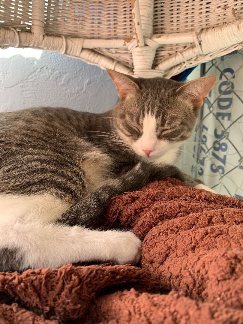 Enlarge Bentley, a Adoptable Domestic Short Hair in El Cajon, CA image 4/6