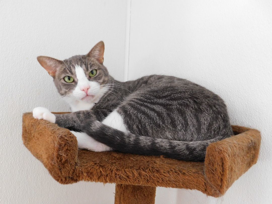 Enlarge Bentley, a Adoptable Domestic Short Hair in El Cajon, CA image 5/6
