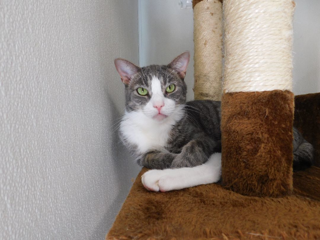 Enlarge Bentley, a Adoptable Domestic Short Hair in El Cajon, CA image 6/6