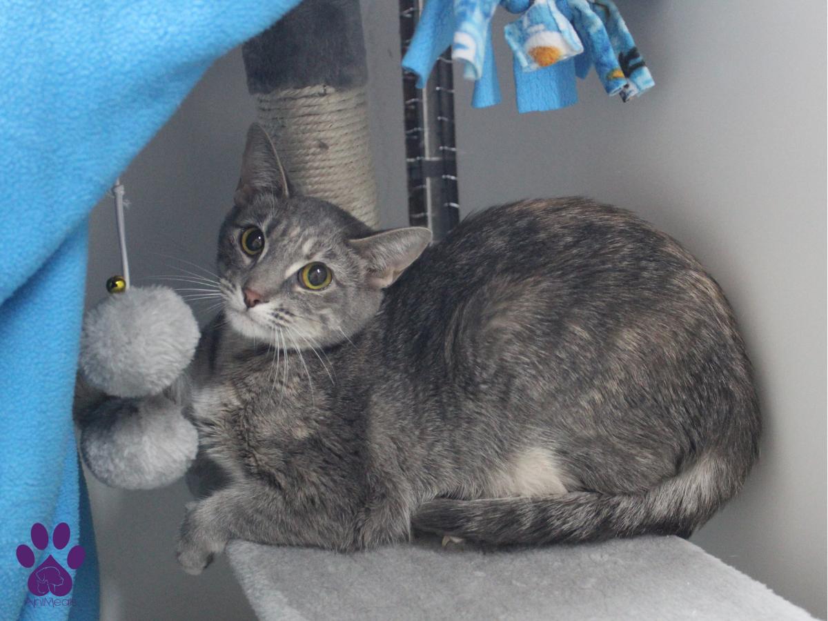 Shuki, an adoptable Domestic Short Hair in Missoula, MT, 59808 | Photo Image 1