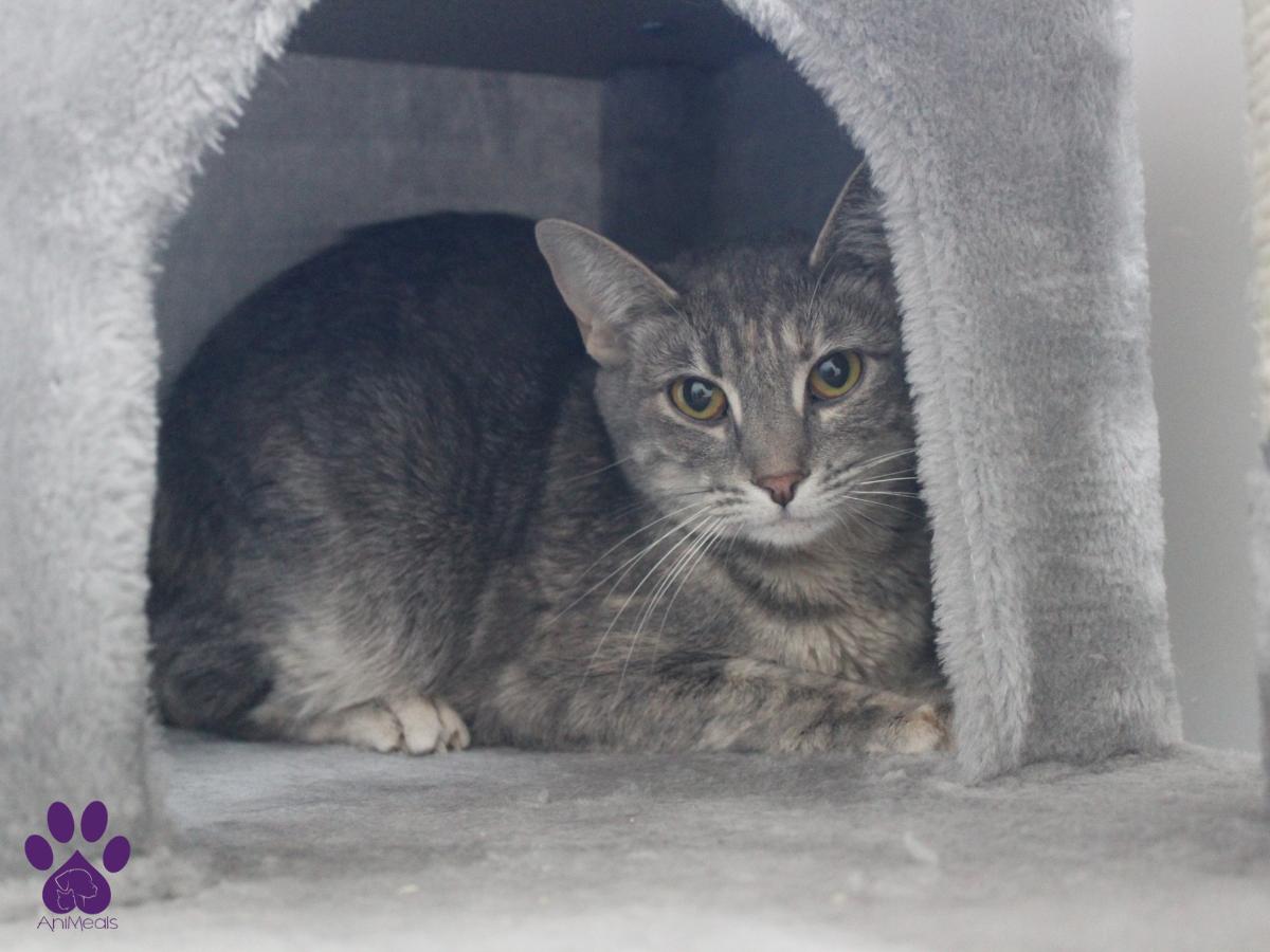 Shuki, an adoptable Domestic Short Hair in Missoula, MT, 59808 | Photo Image 2