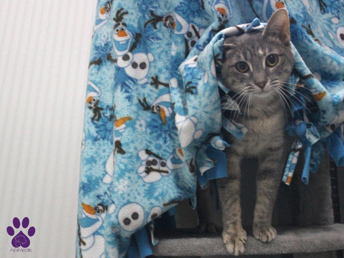 Shuki, an adoptable Domestic Short Hair in Missoula, MT, 59808 | Photo Image 3