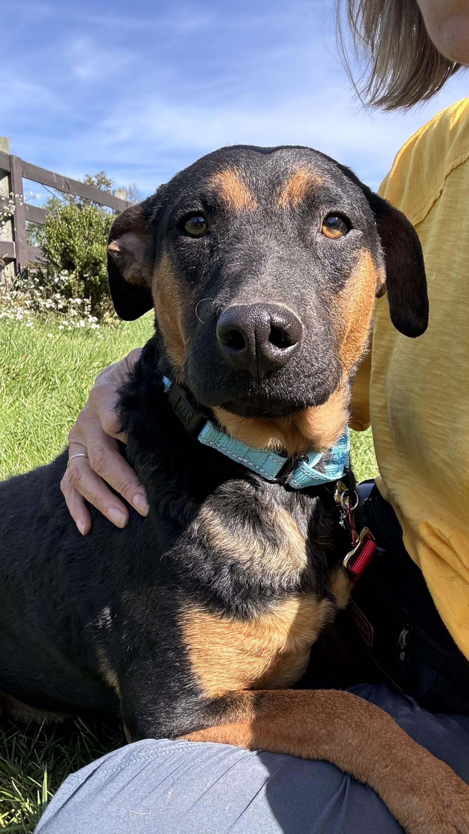 Enlarge Letti, a Adoptable Australian Cattle Dog / Blue Heeler in Columbia, MD image 1/3