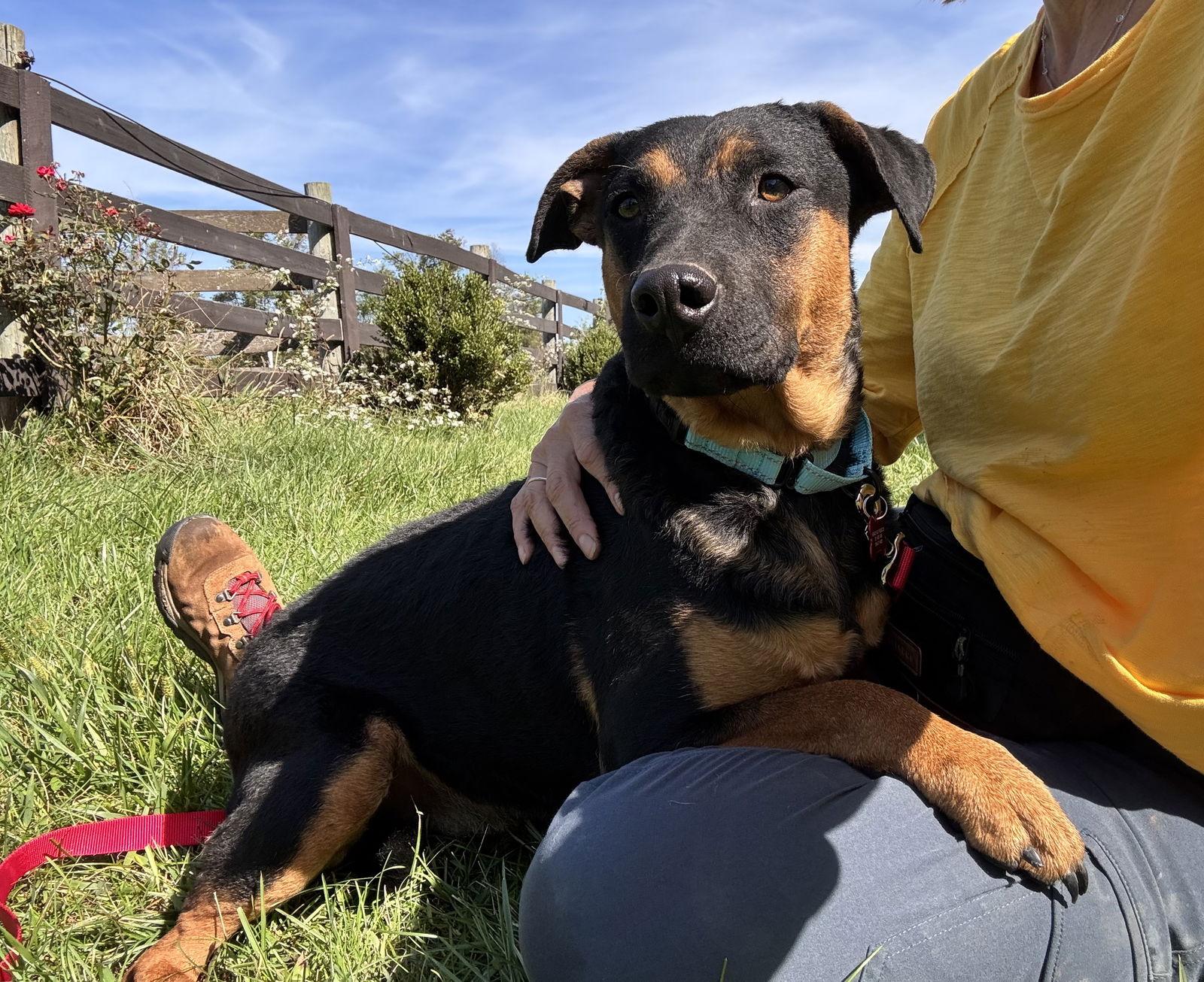 Enlarge Letti, a Adoptable Australian Cattle Dog / Blue Heeler in Columbia, MD image 3/3