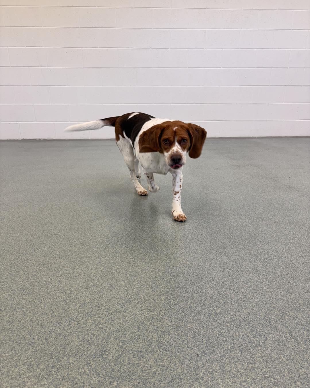 Julie, an adopted Beagle in Alburtis, PA image 3/6