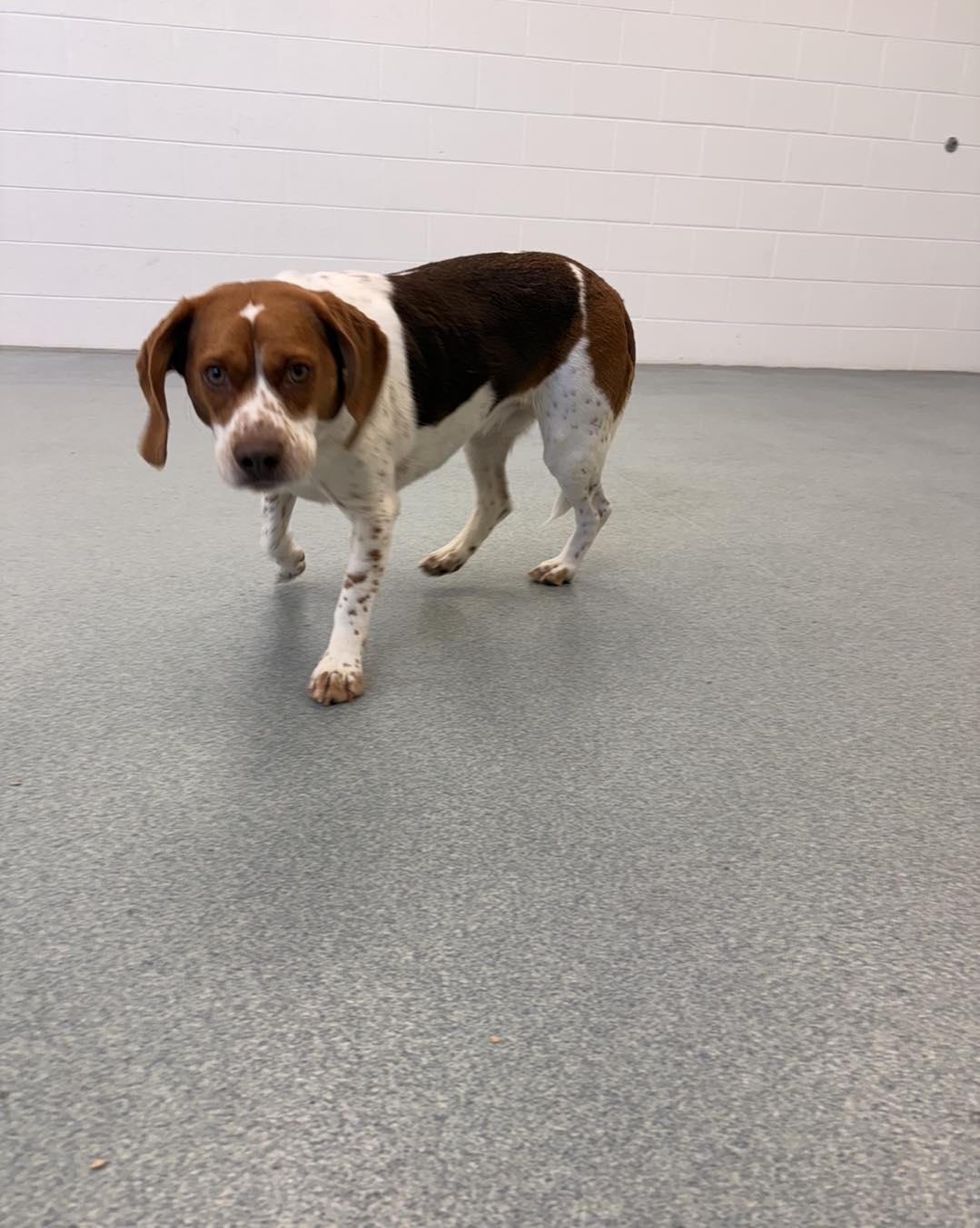 Julie, an adopted Beagle in Alburtis, PA image 6/6