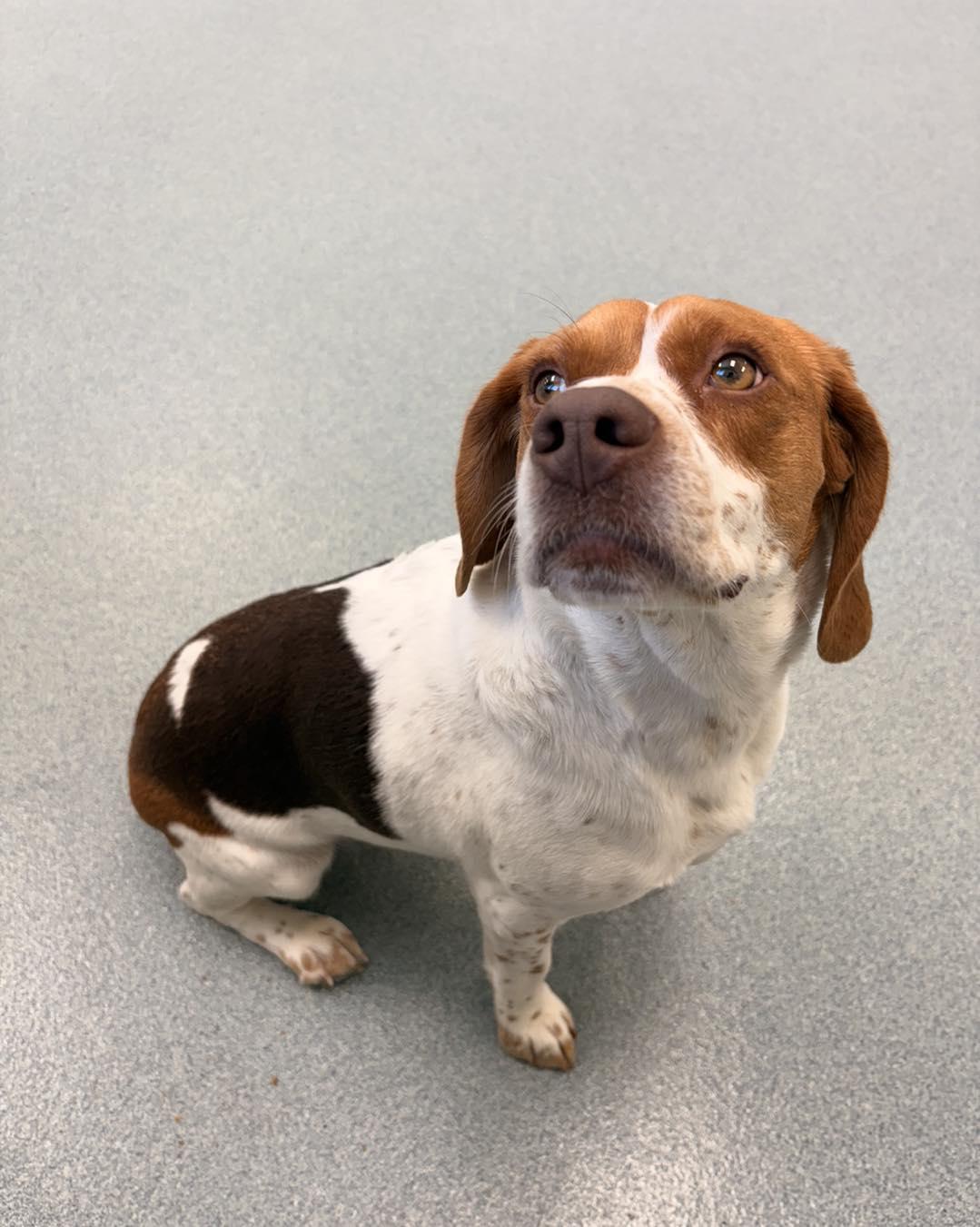 Julie, an adopted Beagle in Alburtis, PA image 2/6