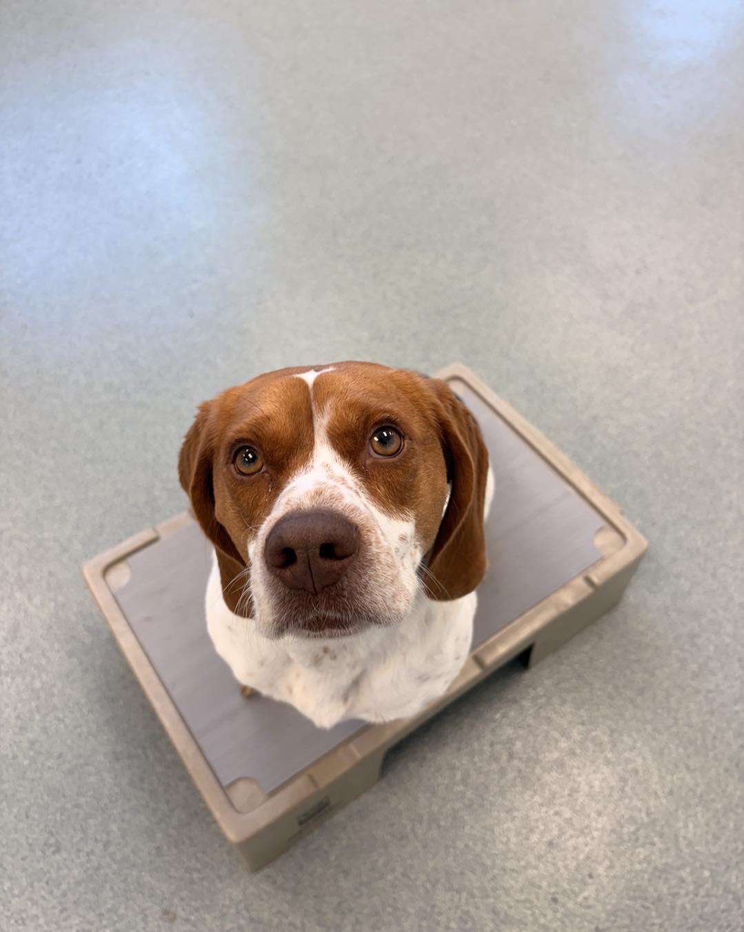 Julie, an adopted Beagle in Alburtis, PA image 4/6