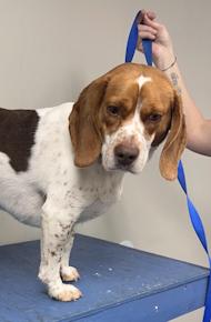 Julie, an adopted Beagle in Alburtis, PA image 1/6