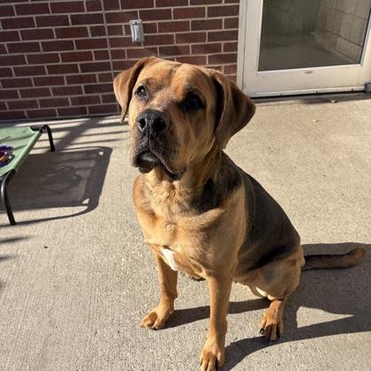 Bailey, Adoptable, Adult Female Bloodhound & Mixed Breed.