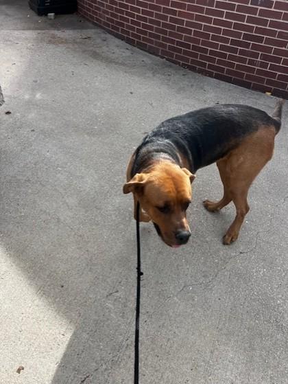 Bailey, Adoptable, Adult Female Bloodhound & Mixed Breed.
