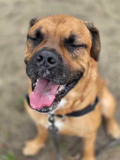 Enlarge HK, a ADOPTABLE Mixed Breed in Toronto, ON image 4/5