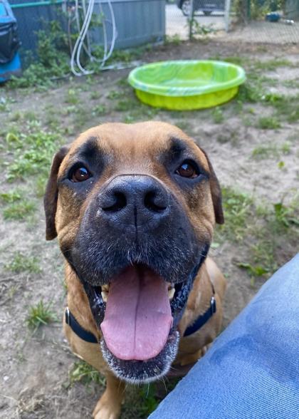 Enlarge HK, a ADOPTABLE Mixed Breed in Toronto, ON image 2/5