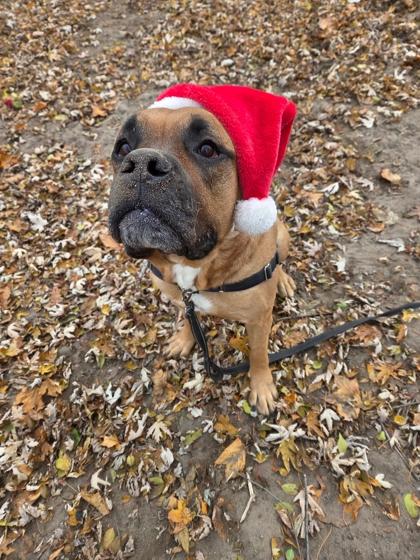 Enlarge HK, a ADOPTABLE Mixed Breed in Toronto, ON image 5/5