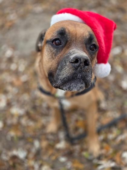 Enlarge HK, a ADOPTABLE Mixed Breed in Toronto, ON image 1/5