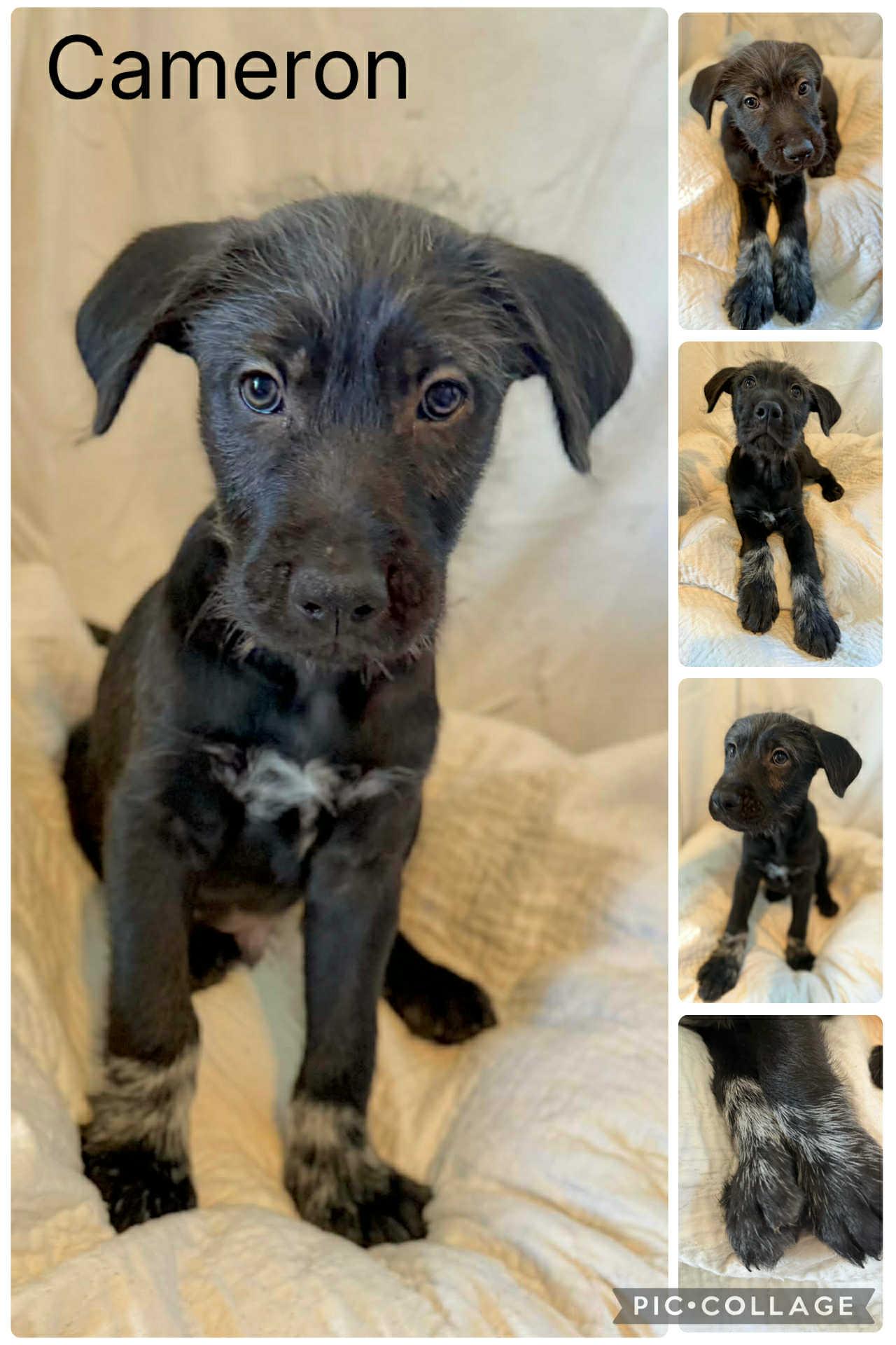 Cameron , ADOPTABLE, Puppy Male Labradoodle & Labrador Retriever.