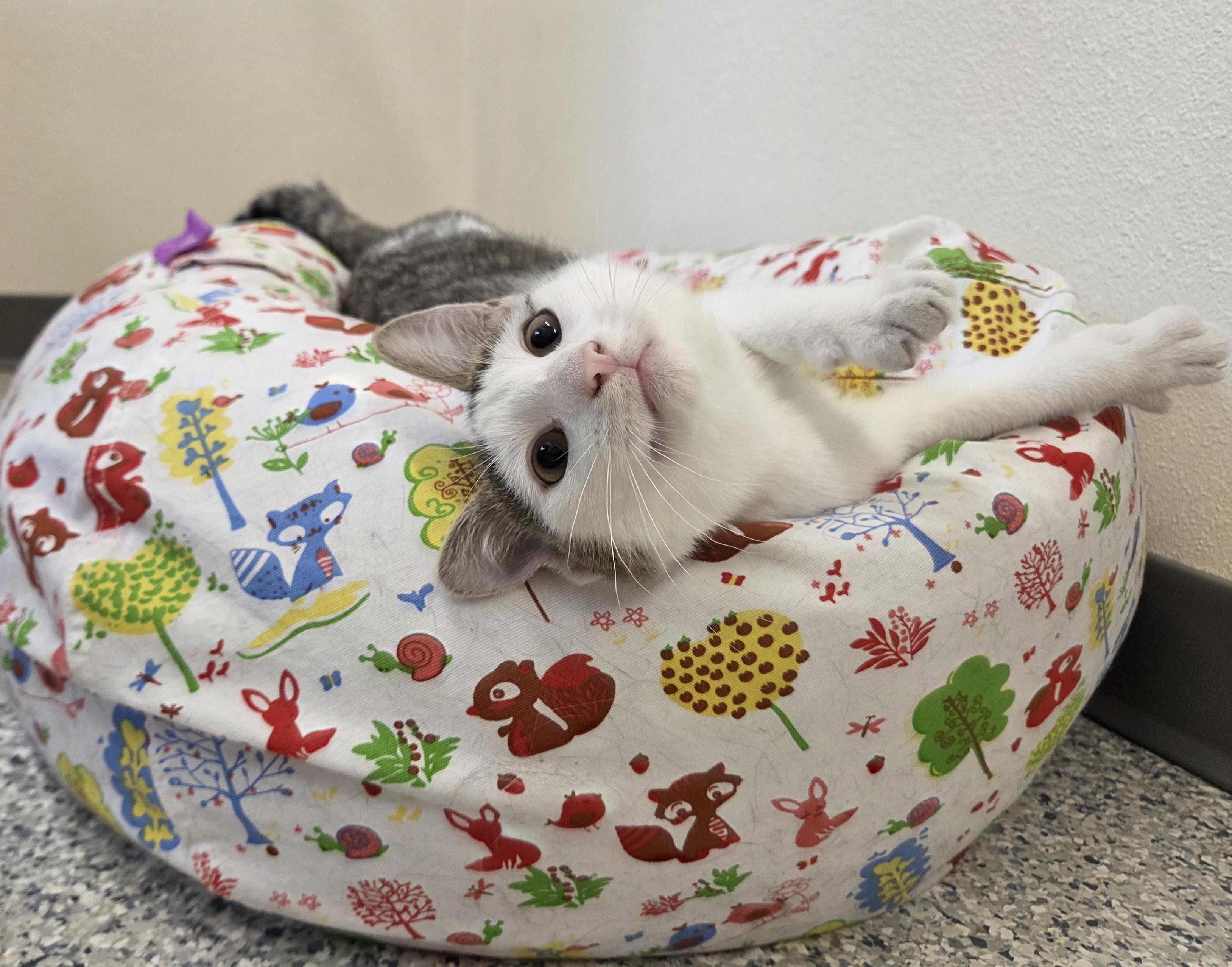 Turkey Leg, a ADOPTABLE Domestic Short Hair in Nevada, IA image 3/3