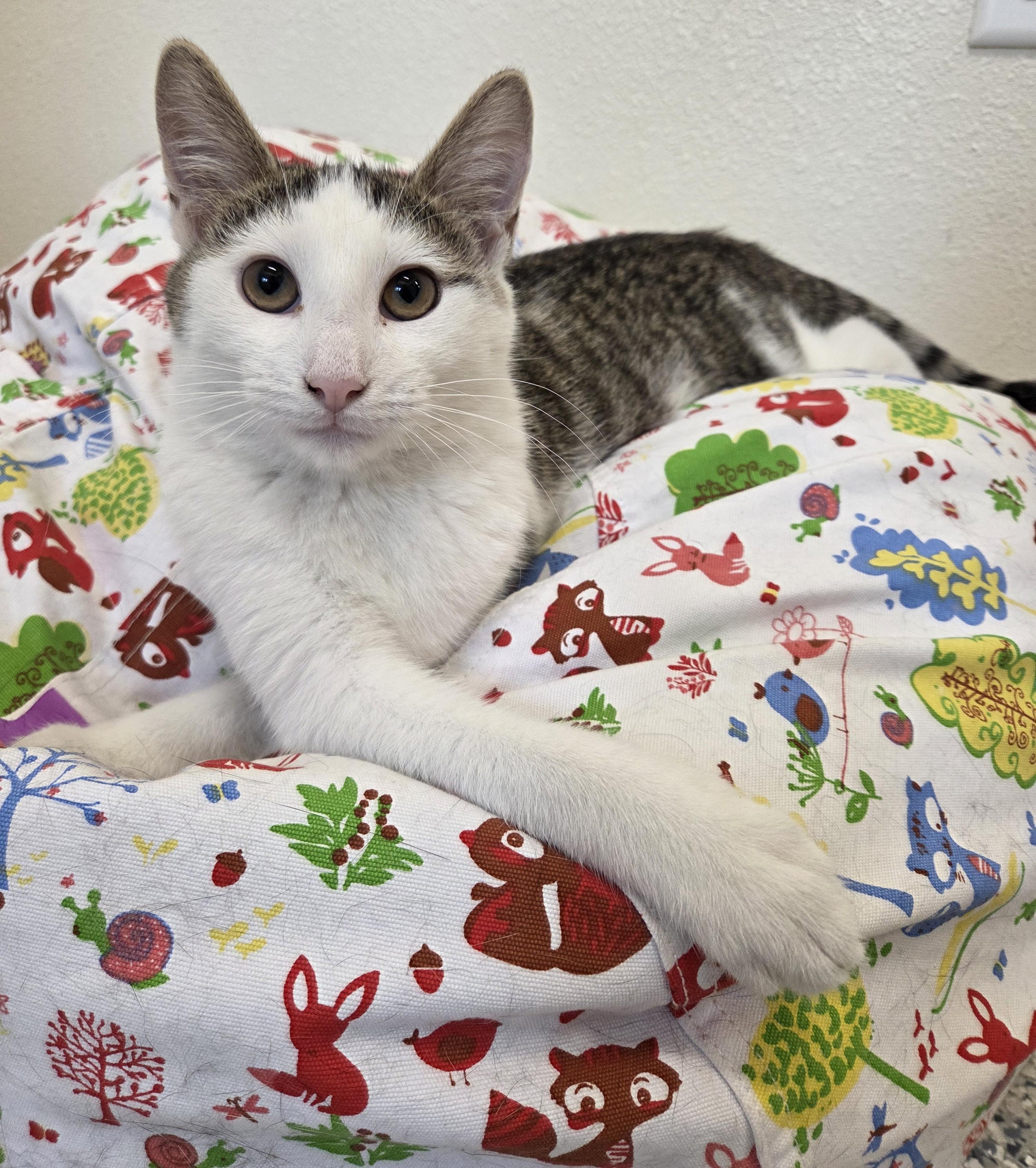 Turkey Leg, a ADOPTABLE Domestic Short Hair in Nevada, IA image 2/3