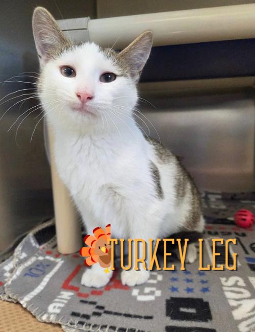 Turkey Leg, a ADOPTABLE Domestic Short Hair in Nevada, IA image 1/3