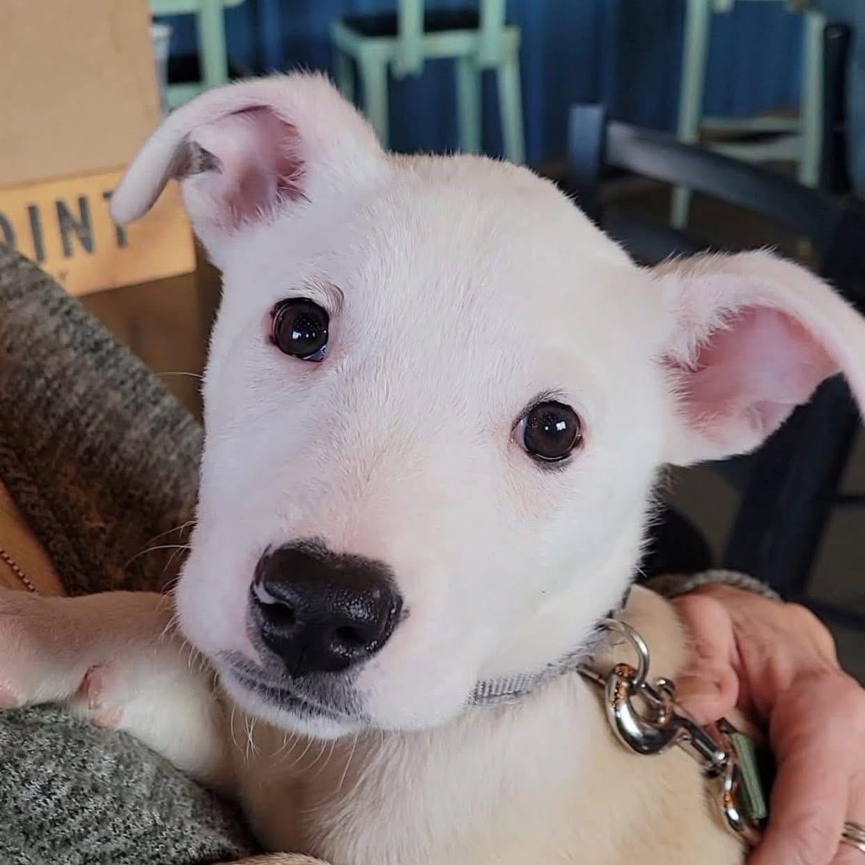 Dune, ADOPTABLE, Puppy Male Mixed Breed.