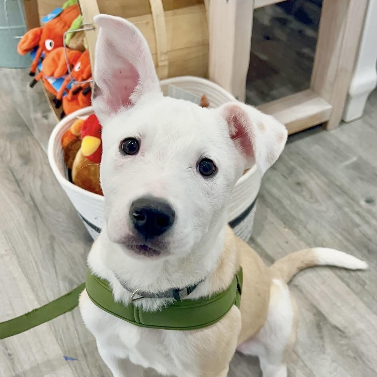 Dune, adoptable, Puppy Male Mixed Breed.