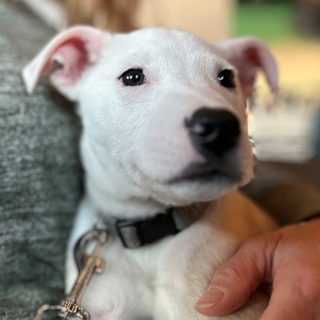 Enlarge Dune, a ADOPTABLE Mixed Breed in Yaphank, NY image 2/3