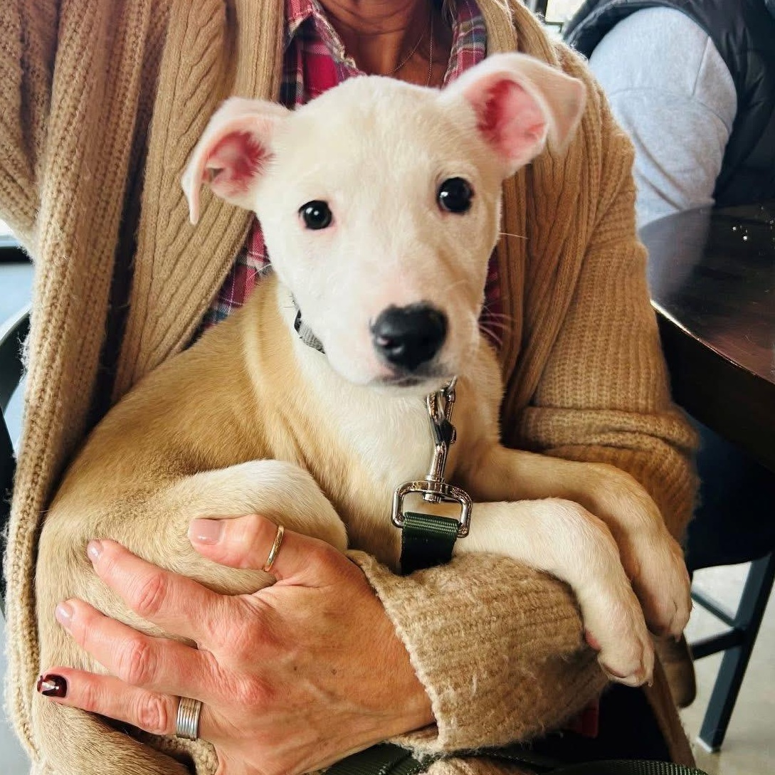 Enlarge Dune, a ADOPTABLE Mixed Breed in Yaphank, NY image 3/3