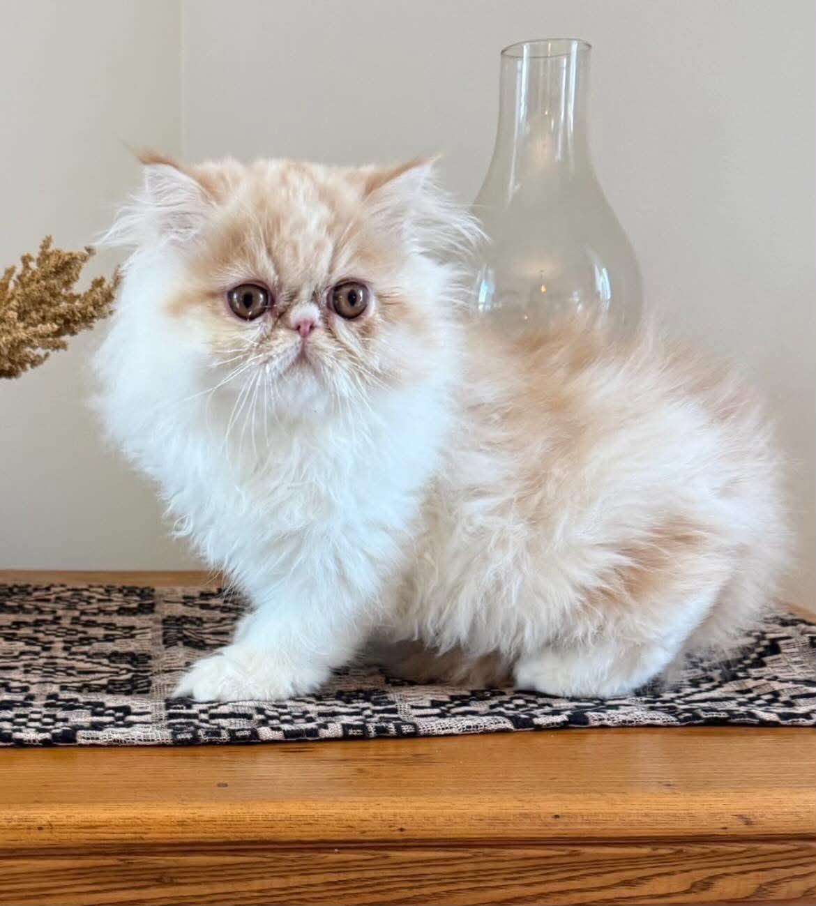 Enlarge Opi, a Adoptable Persian in Woodmere, NY image 1/1