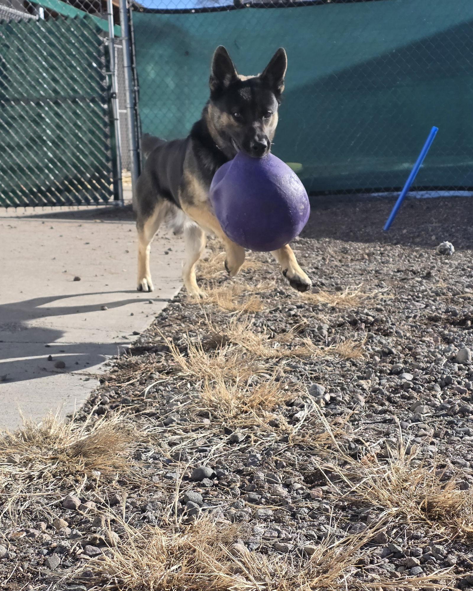 Hobo, Adoptable, Adult Male German Shepherd Dog & Pit Bull Terrier.