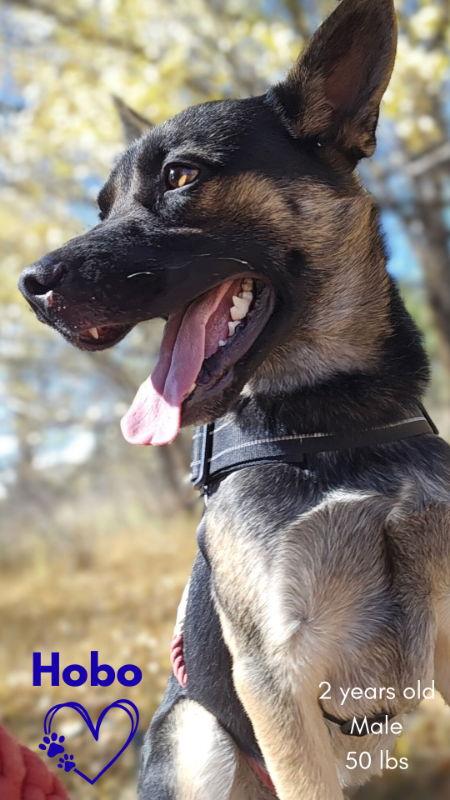 Hobo, a Adoptable mixed breed in Monte Vista, CO image 2/3