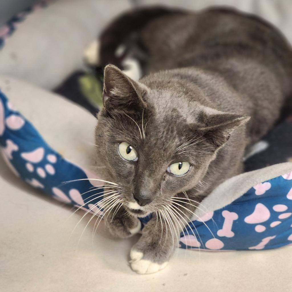 Enlarge Kiara, a Adoptable Domestic Short Hair in Lexington, SC image 2/2