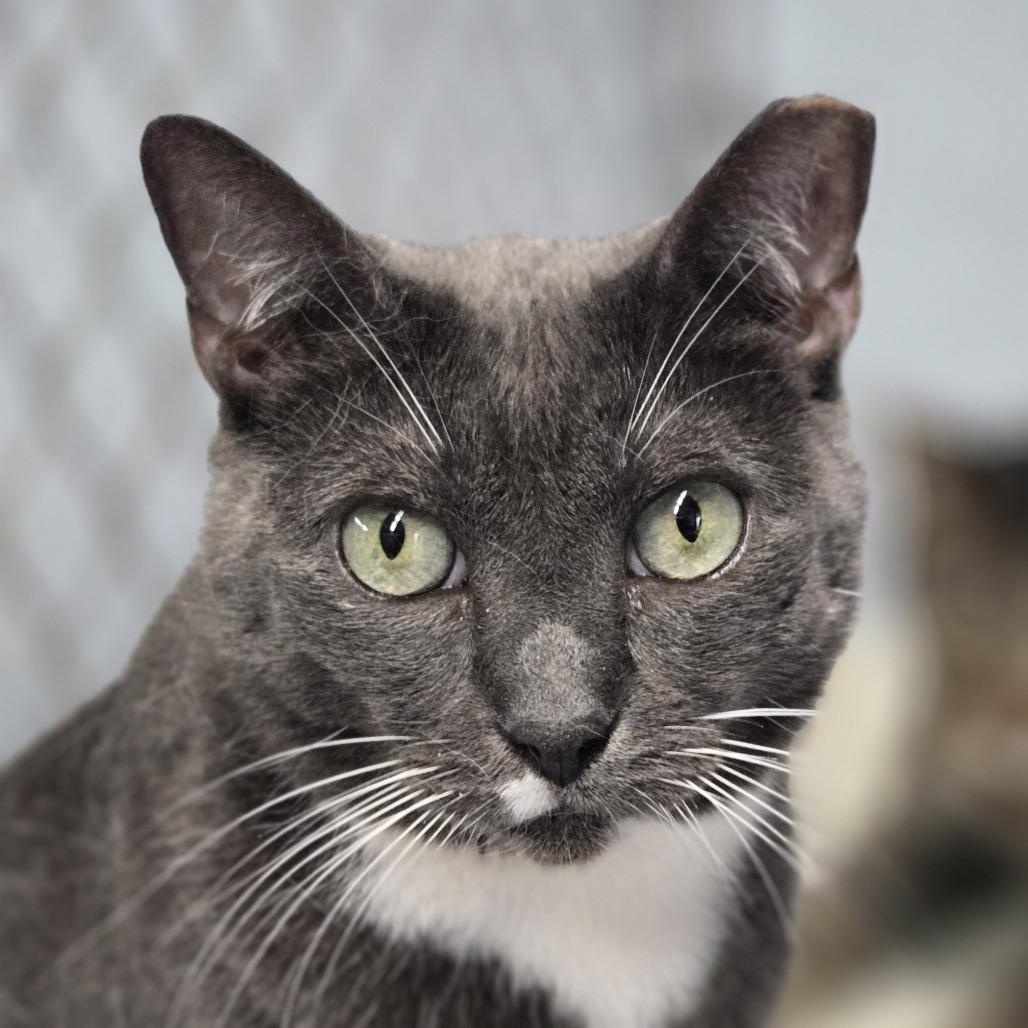 Enlarge Kiara, a Adoptable Domestic Short Hair in Lexington, SC image 2/2