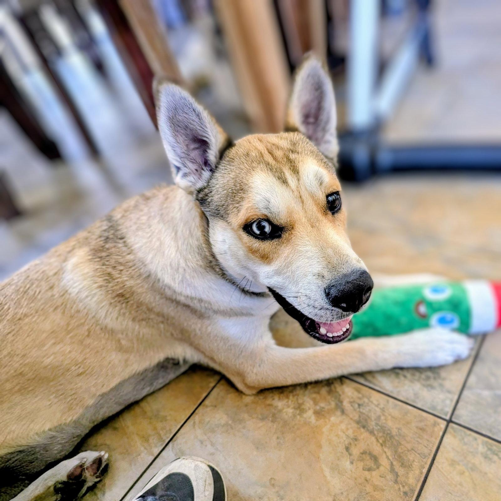 Kyle, Adoptable, Puppy Male Shepherd.