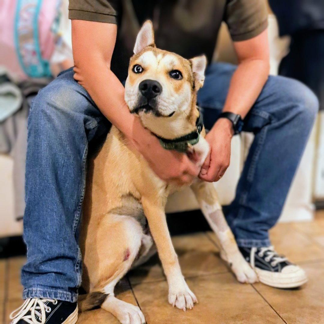 Enlarge Kyle, a Adoptable Shepherd in Oakland, CA image 2/3