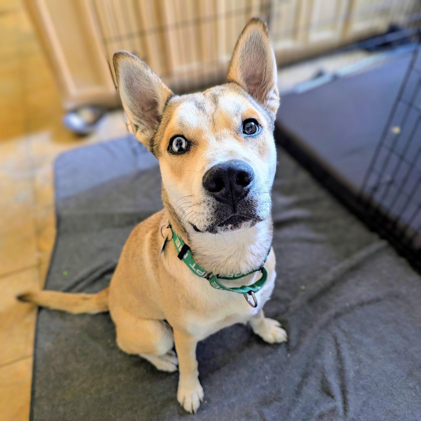 Enlarge Kyle, a Adoptable Shepherd in Oakland, CA image 3/3