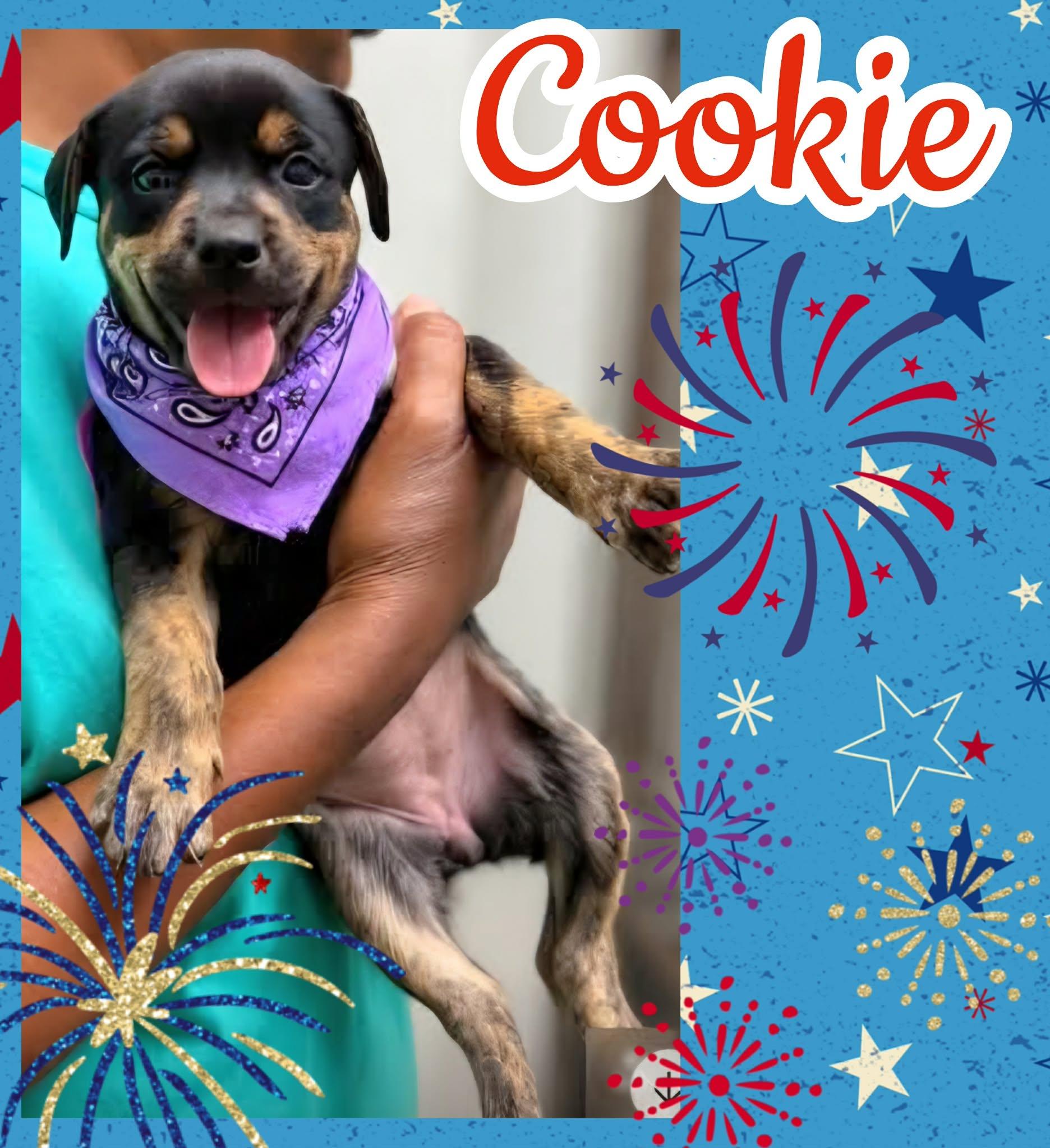 Cookie, a ADOPTABLE mixed breed in Ringwood, NJ image 2/2