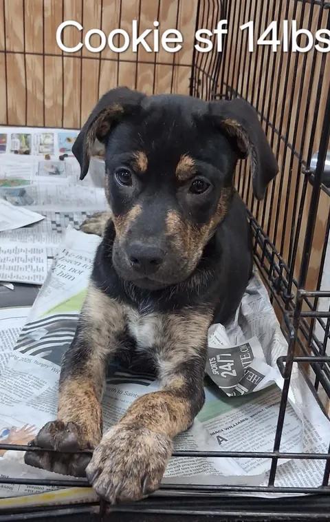 Cookie, ADOPTABLE, Puppy Female Rottweiler & Labrador Retriever.