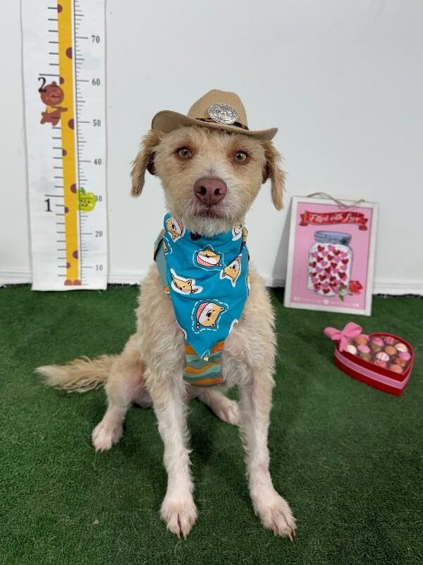 George-One of our Amazing Rescue Dogs photo