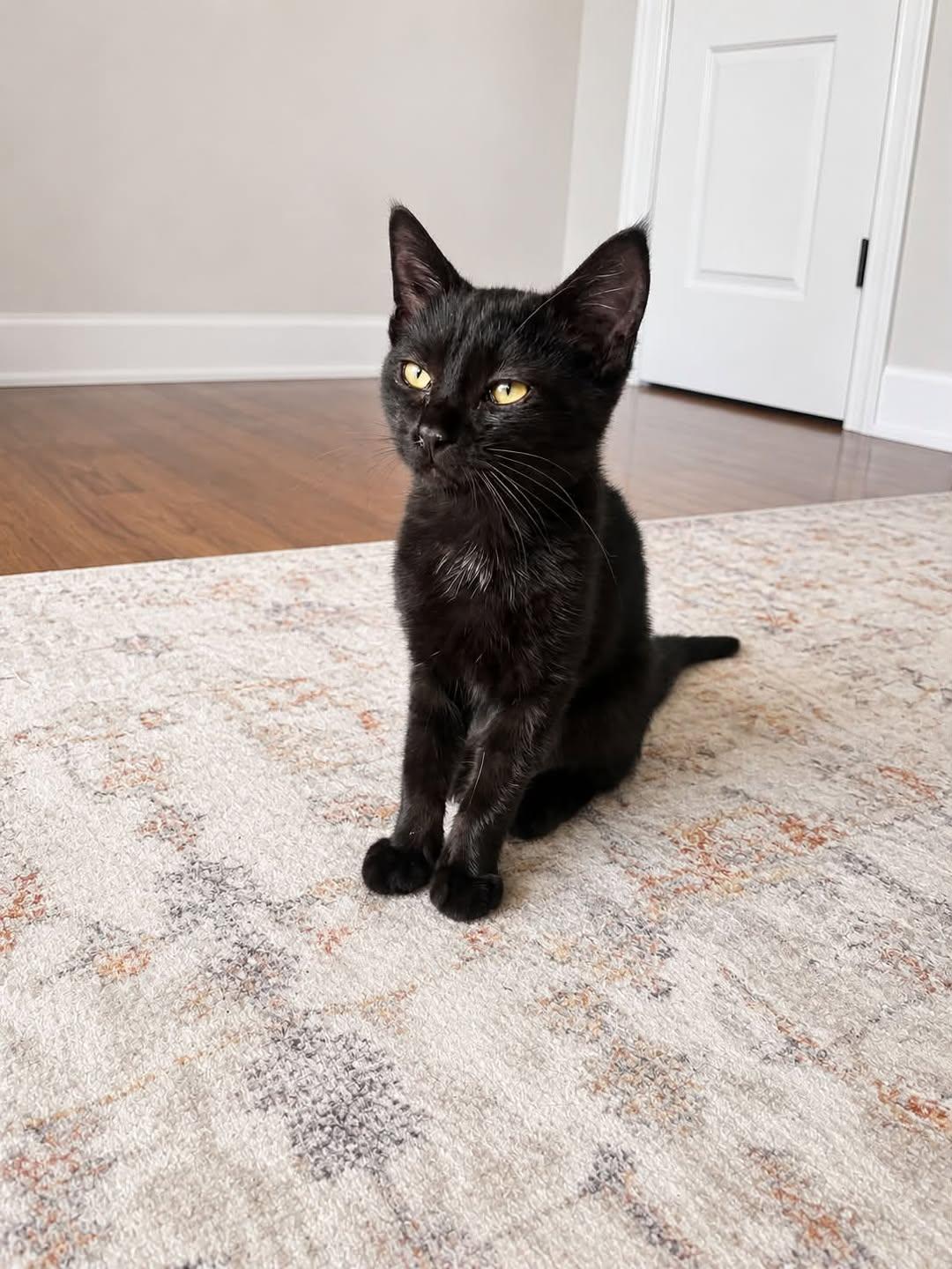 Siren, Adoptable, Kitten Female Domestic Short Hair.