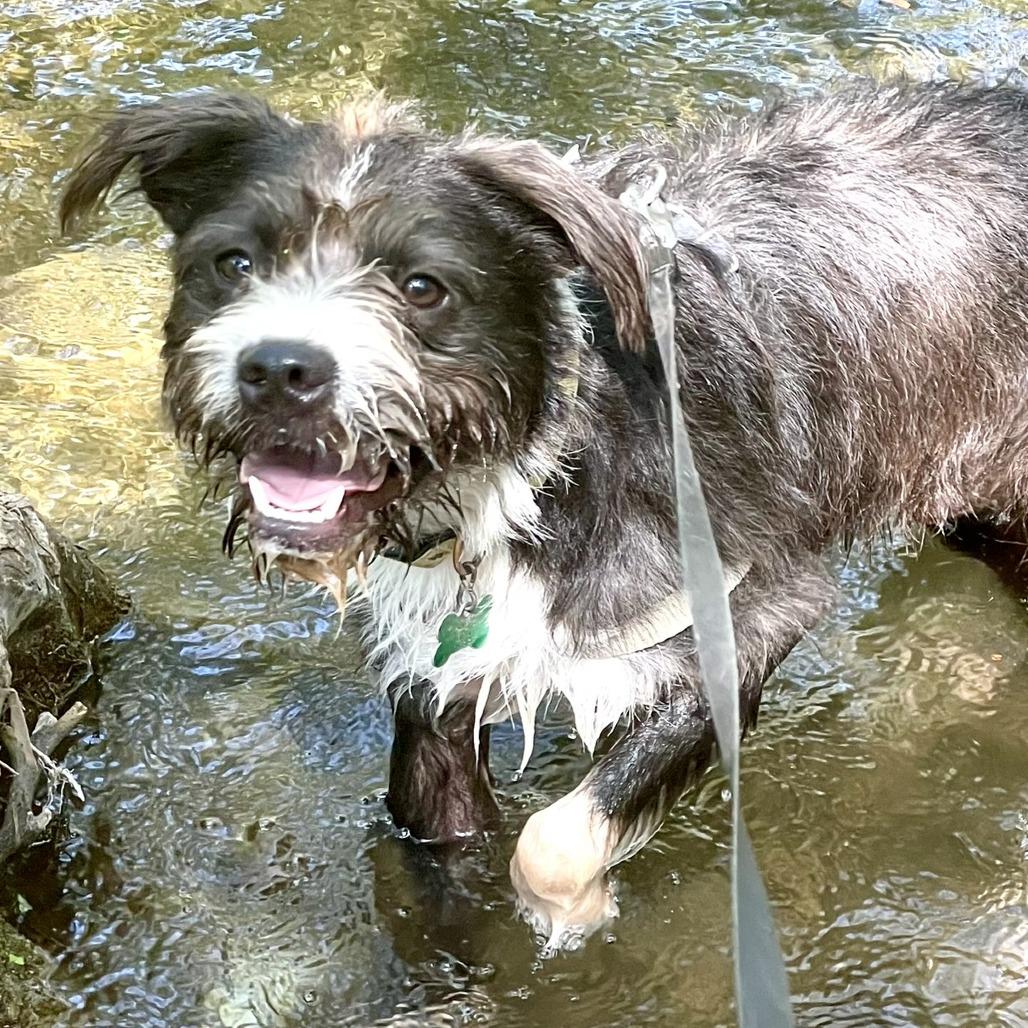 Macaw, Adoptable, Adult Male Terrier & Schnauzer.
