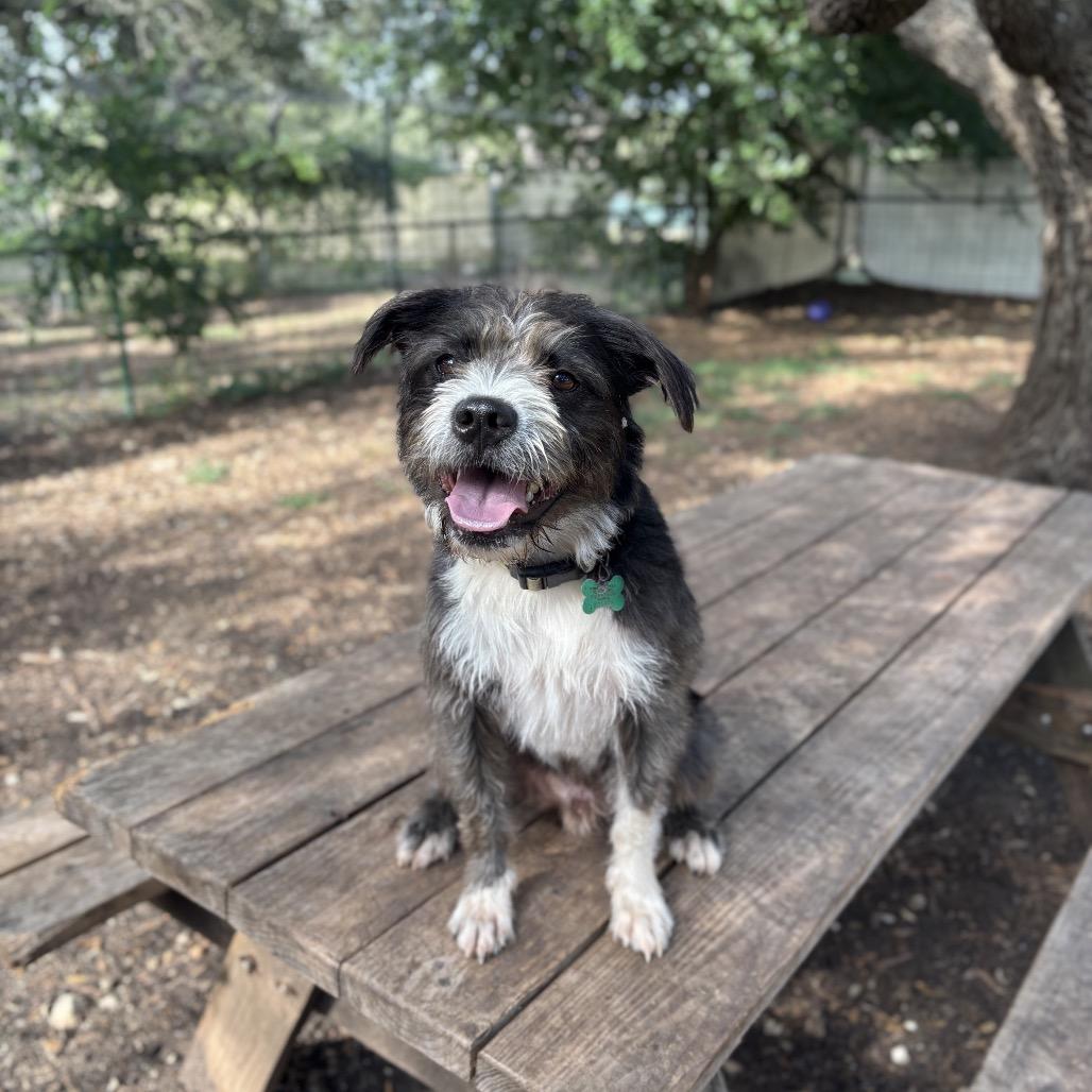 Macaw, a Adoptable mixed breed in Wimberley, TX image 2/6