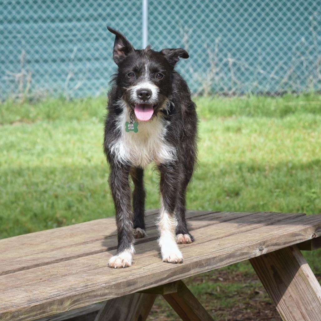 Macaw, a Adoptable mixed breed in Wimberley, TX image 6/6