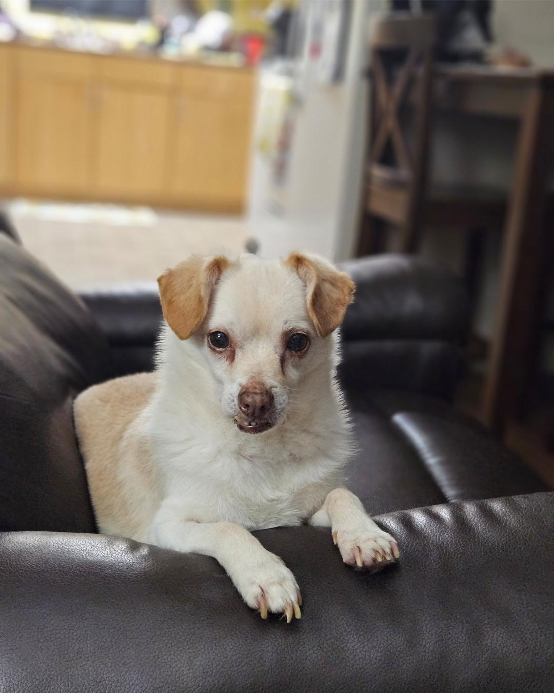 CHARLES, a ADOPTABLE mixed breed in Surrey, BC image 2/3