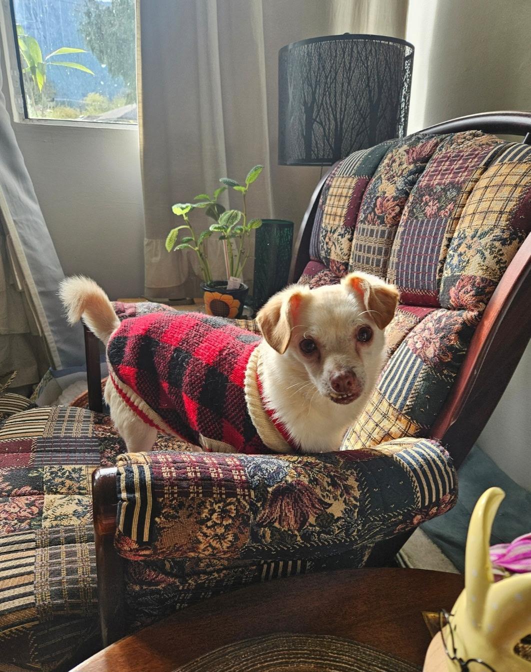 CHARLES, a ADOPTABLE mixed breed in Surrey, BC image 1/3